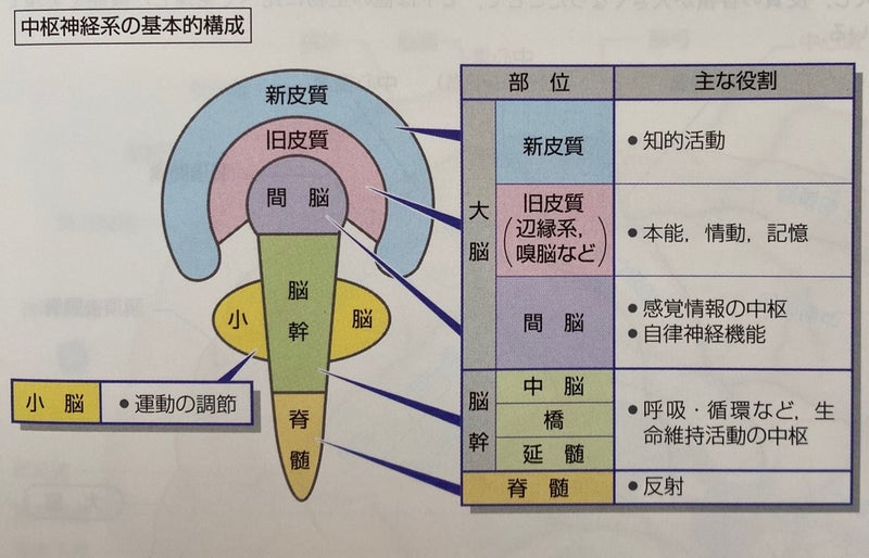 中枢神経の基本的構成図
