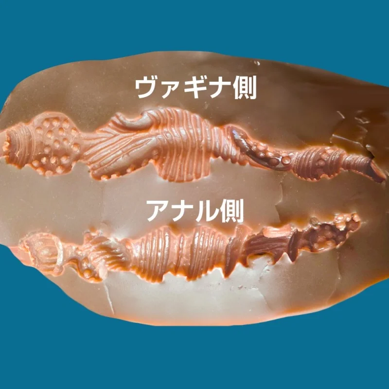 艶やか異国レディ 9.5㎏の内部構造画像