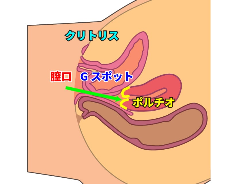 ポルチオの説明