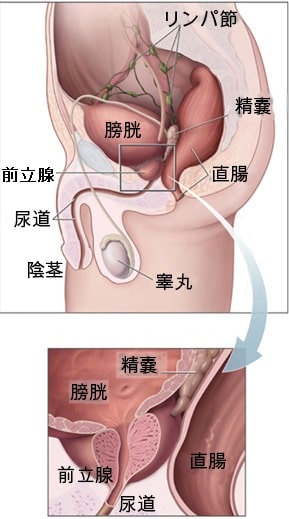 男性器の仕組み