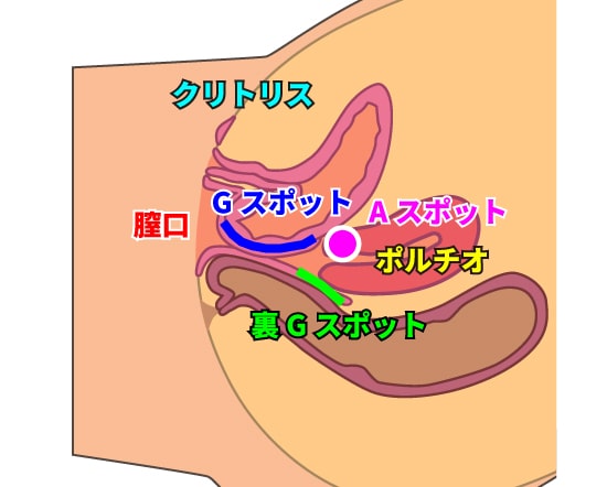 女性の快感ポイントの図解