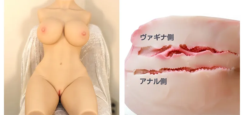内部構造比較