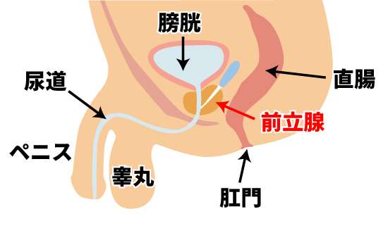 男性器周辺の構造―前立腺とは？