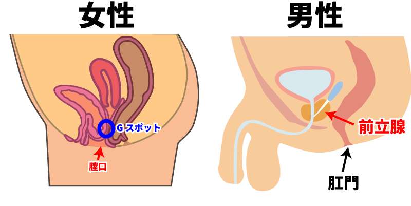 男性の前立腺について。