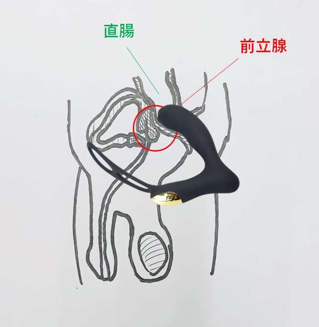 ドライオーガズム図解