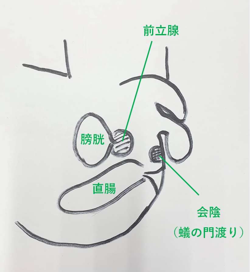 会陰（蟻の門渡り）