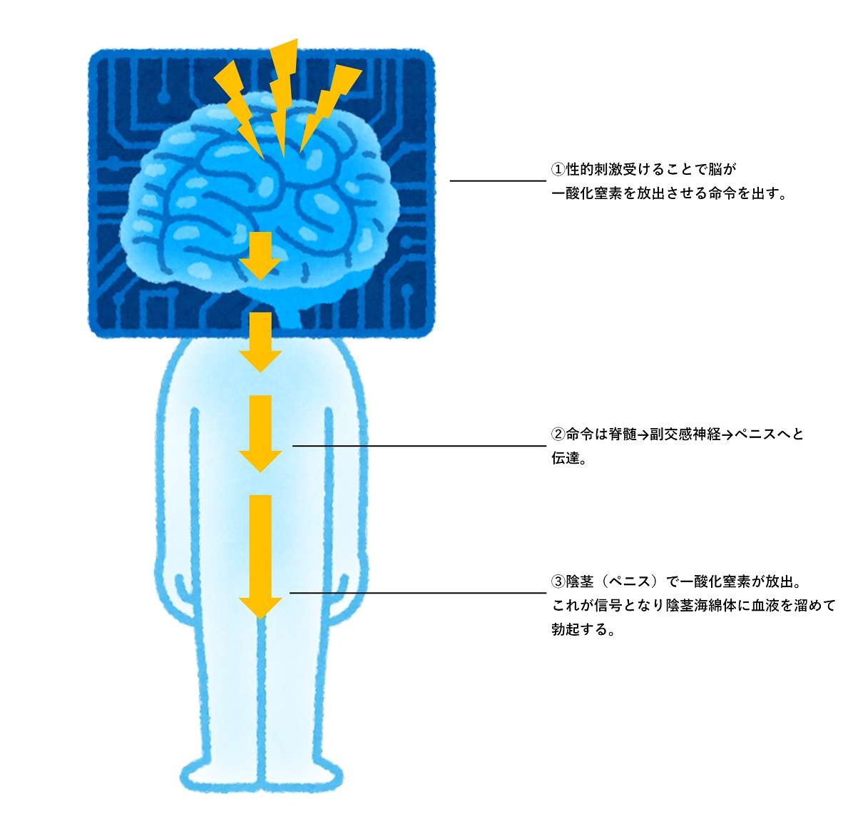 性的刺激の流れ