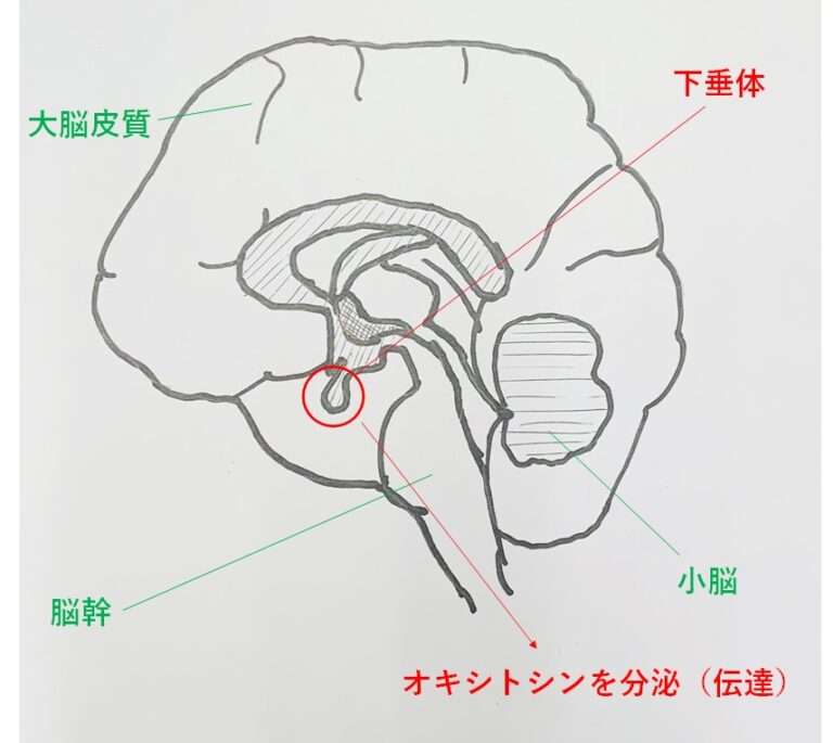脳図解