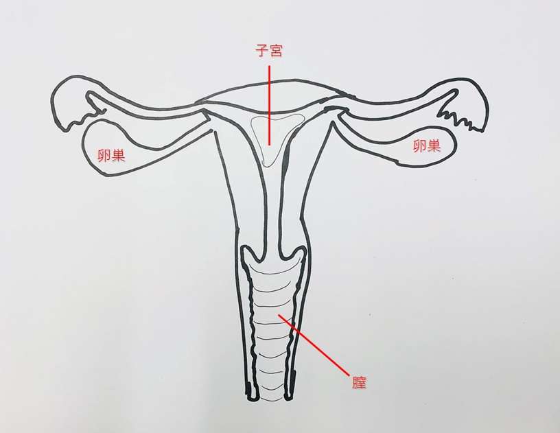 子宮図解