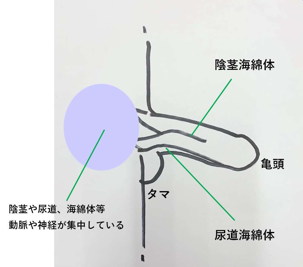 ペニスの刺激ポイントを示した図