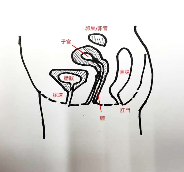 膣図解