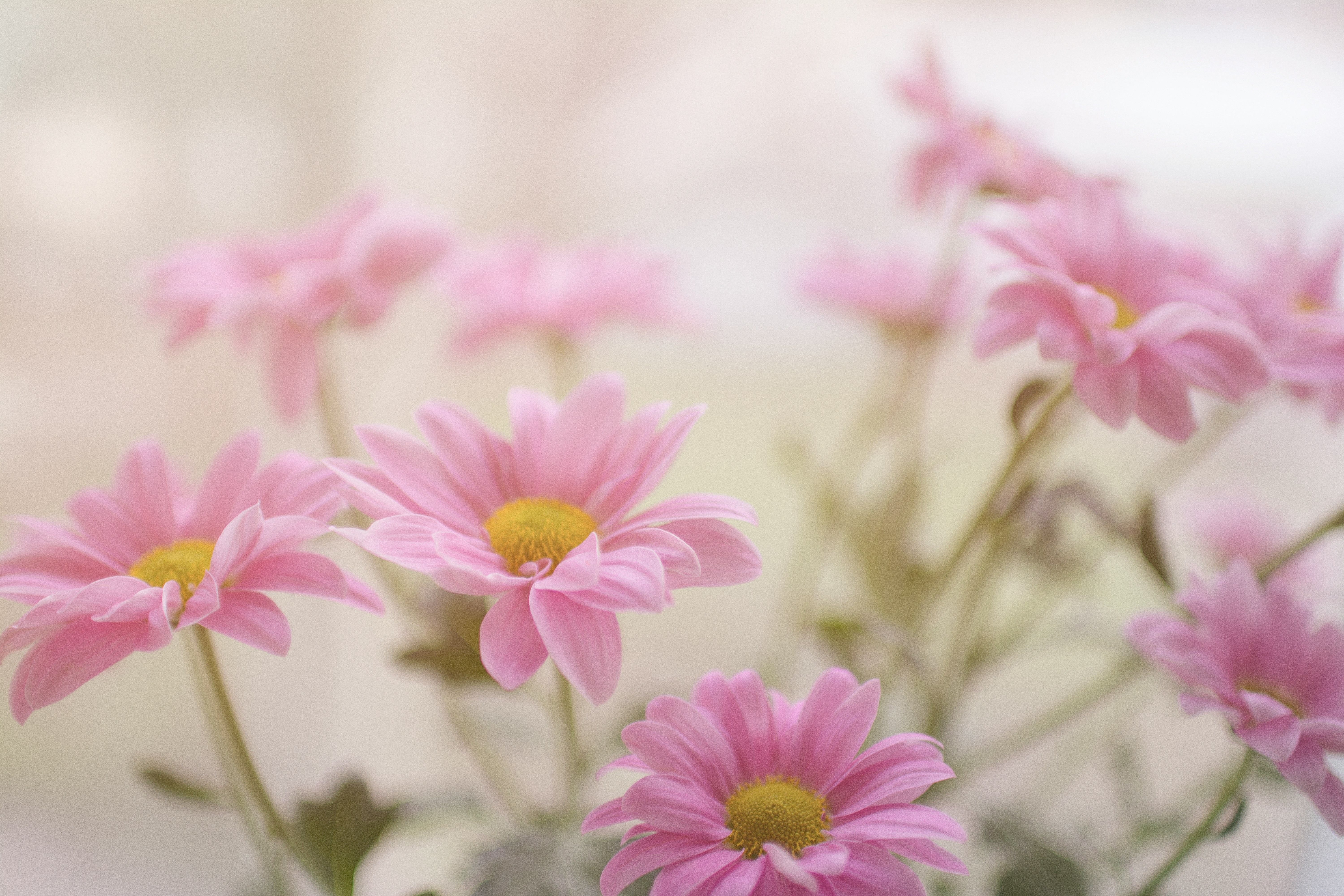 ピンクの花